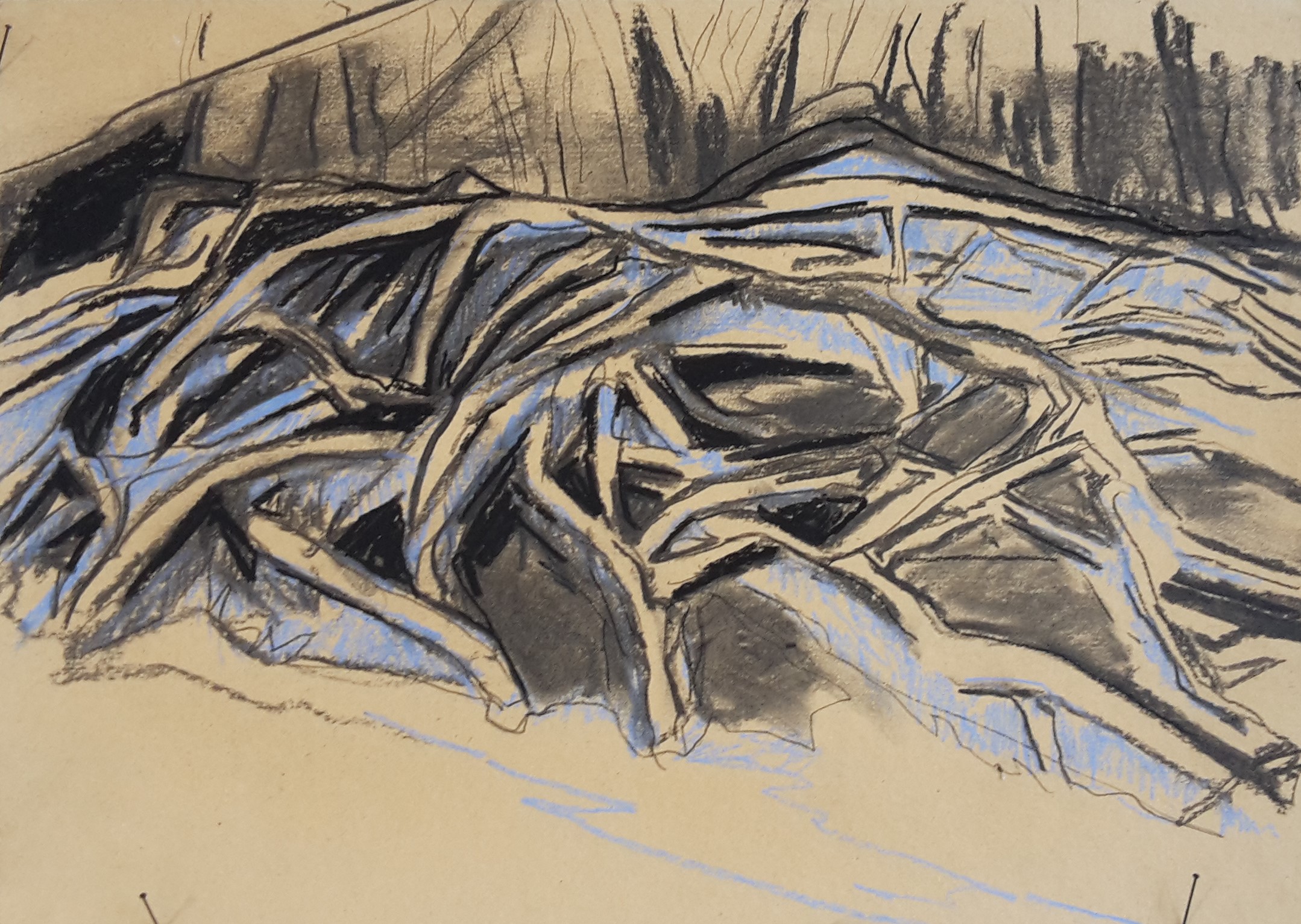roots
